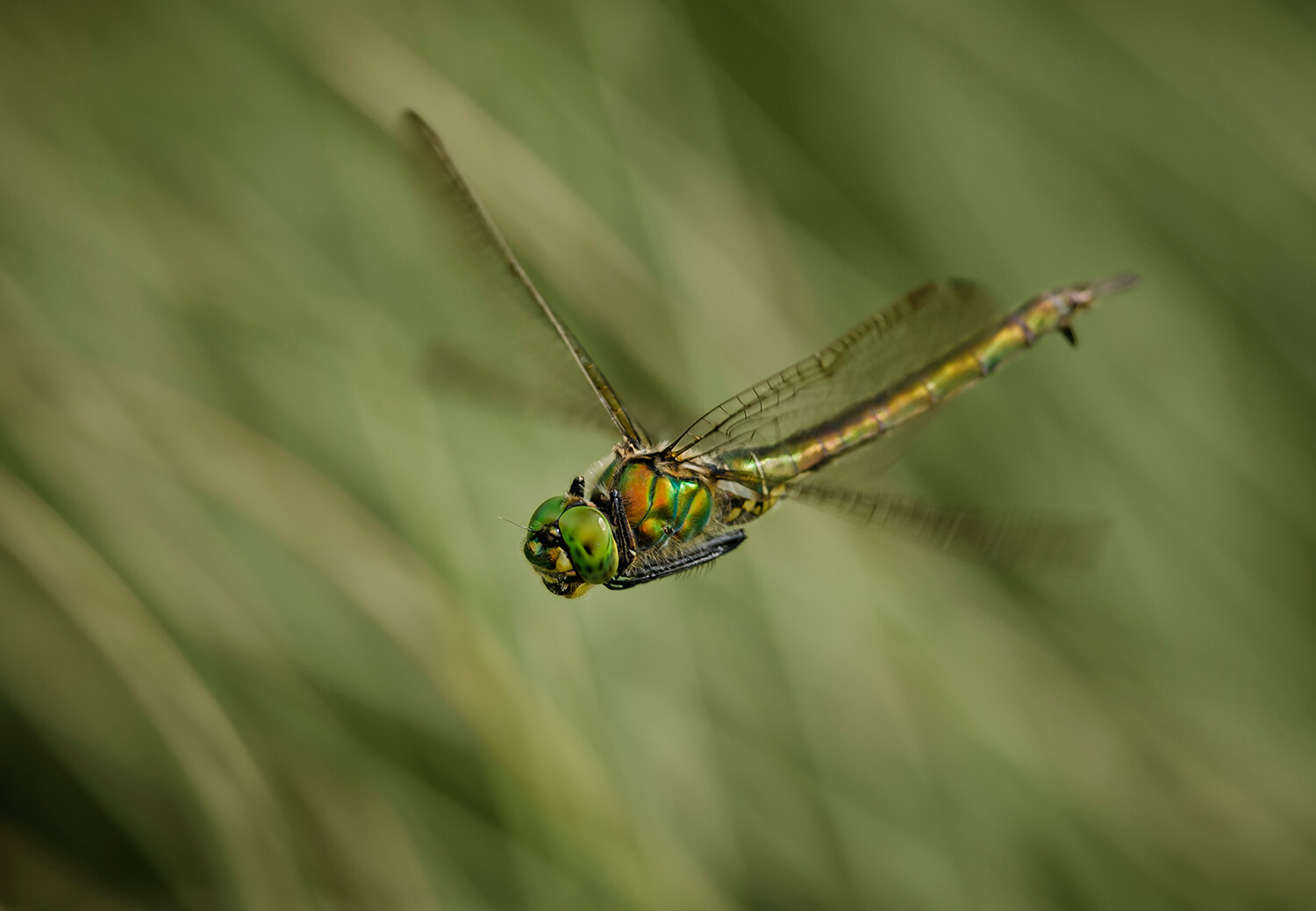 Female Brilliant Emerald female in flight by Pierre Papon